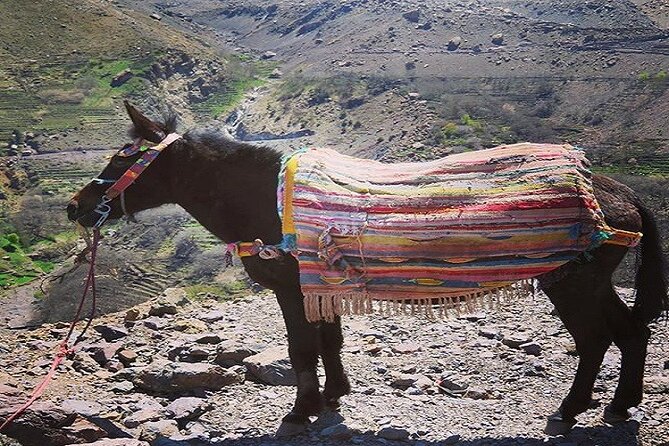 Special Excursion & Lunch at Kasbah Du Toubkal INCLUDING Mule Ride and Hammam - The waterfalls near Armed