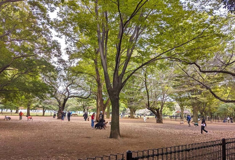 Tokyo: Private Morning Run with Sento Bath Experience - Six things to know before you lace up