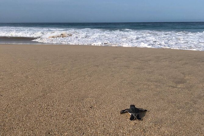 Turtle Tales of Pulau Banyak - Key Points About the Pulau Banyak Turtle Trip