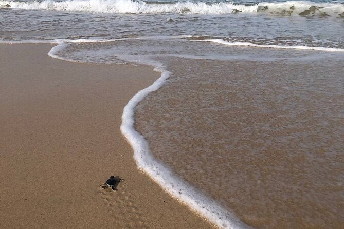 Turtle Tales of Pulau Banyak - Morning Hatchlings and the Race to the Ocean