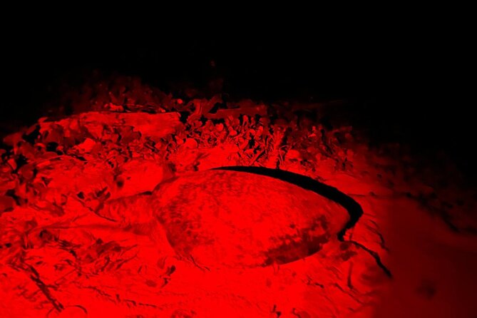 Turtle Tales of Pulau Banyak - What $705 Includes in Practical Value