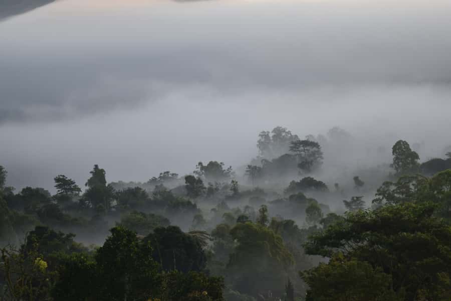 Ubud & Volcano Hot Springs Tours - Is the $50 price good value?