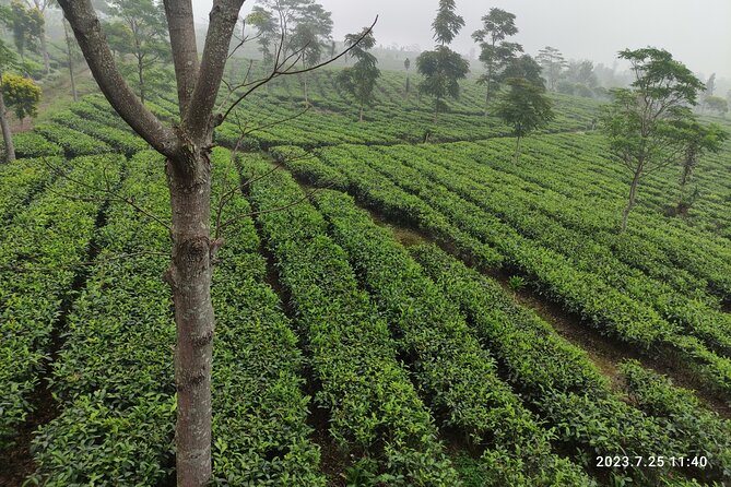 Volcano, Hot Spring, Tea Factory, rice fields and Coffee Tour - Why the 10 to 12 hours matter