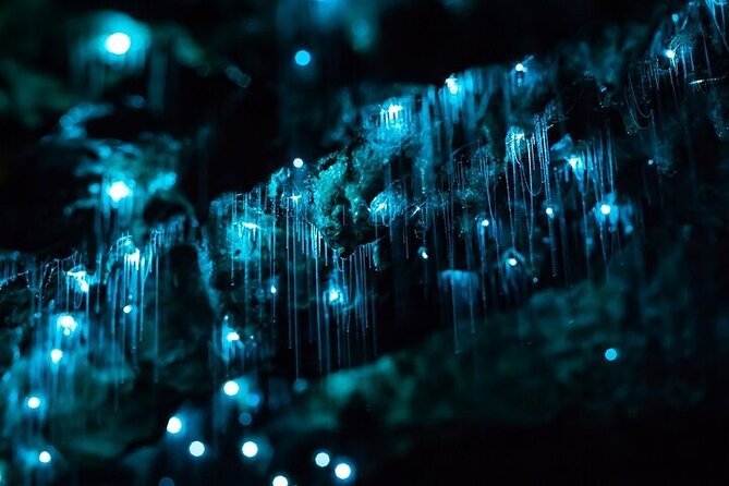 Waitomo Glow Worm Caves & Te Puia - Rotorua's Geothermal Valley - A 6:00 a.m. start from Auckland