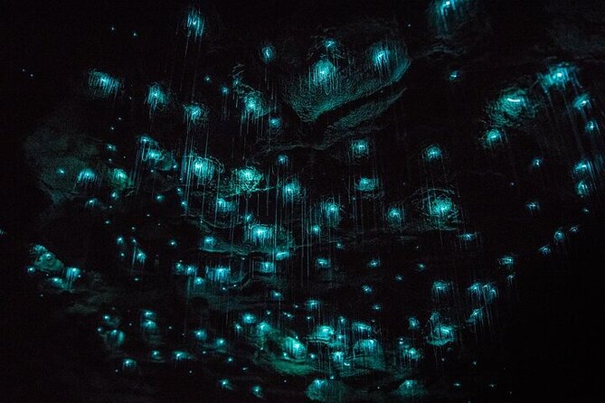 Waitomo Glow Worm Caves & Te Puia - Rotorua's Geothermal Valley - Entering Waitomo’s glowworm grotto