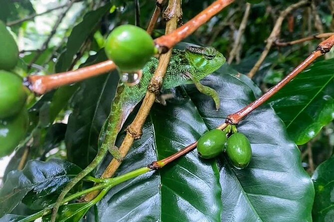 Waterfall, coffee tour & hot springs - lunch and drinks included - Relaxing at Kikuletwa Hot Springs