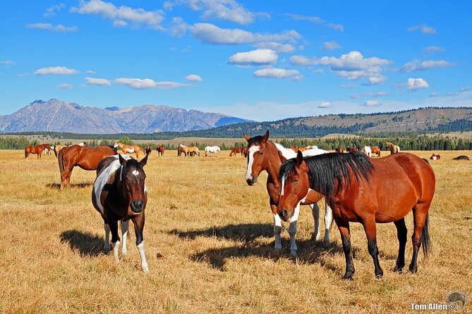 Yellowstone, Grand Teton, and Hot Springs: Small Group 5-Day Tour - Two Full Days in Yellowstone
