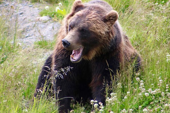 Yellowstone, Grand Teton, and Hot Springs: Small Group 5-Day Tour - Day Five: Elk, Hot Springs, and the Ride Back