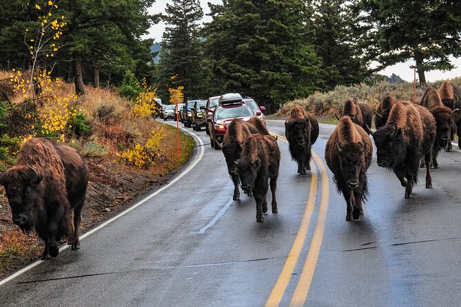 Yellowstone, Grand Teton, and Hot Springs: Small Group 5-Day Tour - Timing, Fees, and the Fine Print