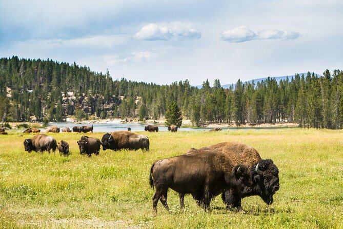 Yellowstone Lower Loop Tour | Wildlife & Hot Springs | PRIVATE - Key points at a glance