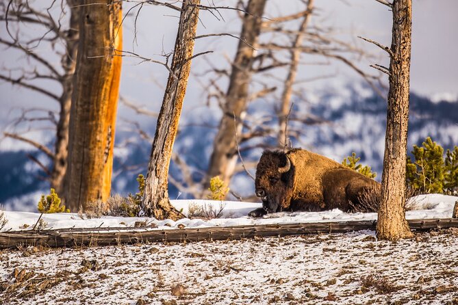 Yellowstone Lower Loop Tour | Wildlife & Hot Springs | PRIVATE - 6:00 am pickup from West Yellowstone