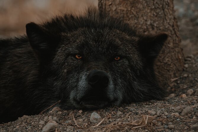 Yellowstone Lower Loop Tour | Wildlife & Hot Springs | PRIVATE - Grand Prismatic Spring from the boardwalk or overlook