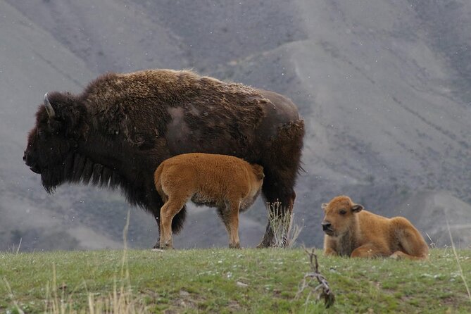 Yellowstone Lower Loop Tour | Wildlife & Hot Springs | PRIVATE - Hayden Valley and the wildlife search