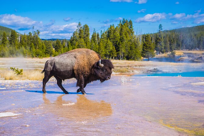 Yellowstone Lower Loop Tour | Wildlife & Hot Springs | PRIVATE - Old Faithful and the Upper Geyser Basin