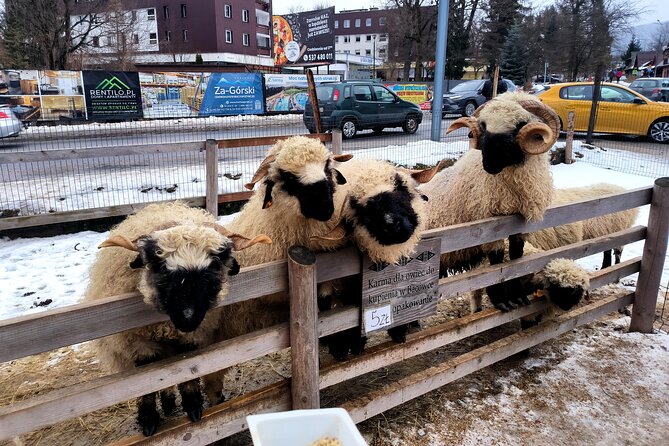 Zakopane Private day trip from Krakow with Hot Springs, cable Car - Coffee, countryside, and the road south